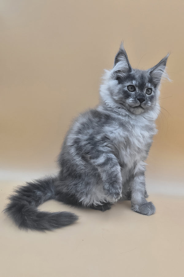 Titan | Maine Coon Kitten