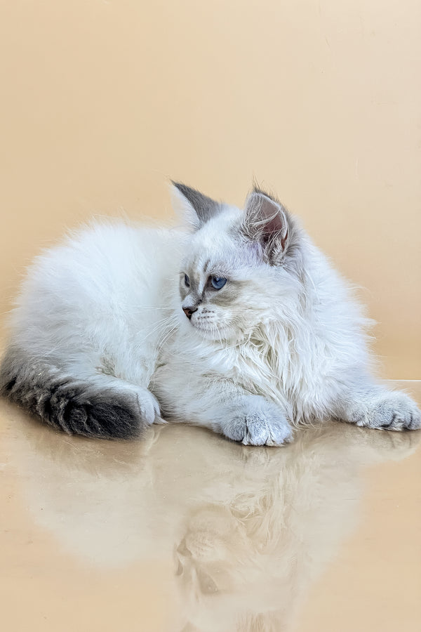 Tobias | Siberian Kitten