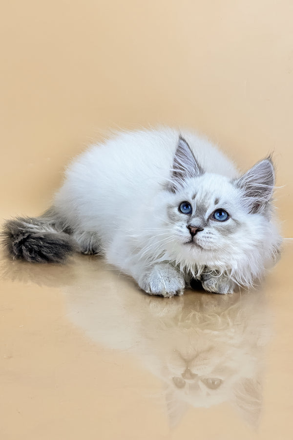 Tobias | Siberian Kitten