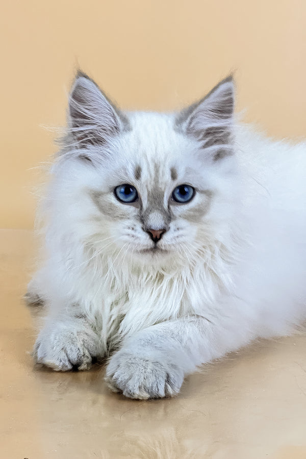 Tobias | Siberian Kitten