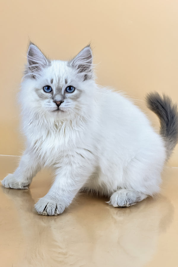 Tobias | Siberian Kitten