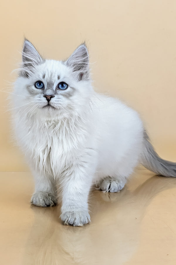 Tobias | Siberian Kitten