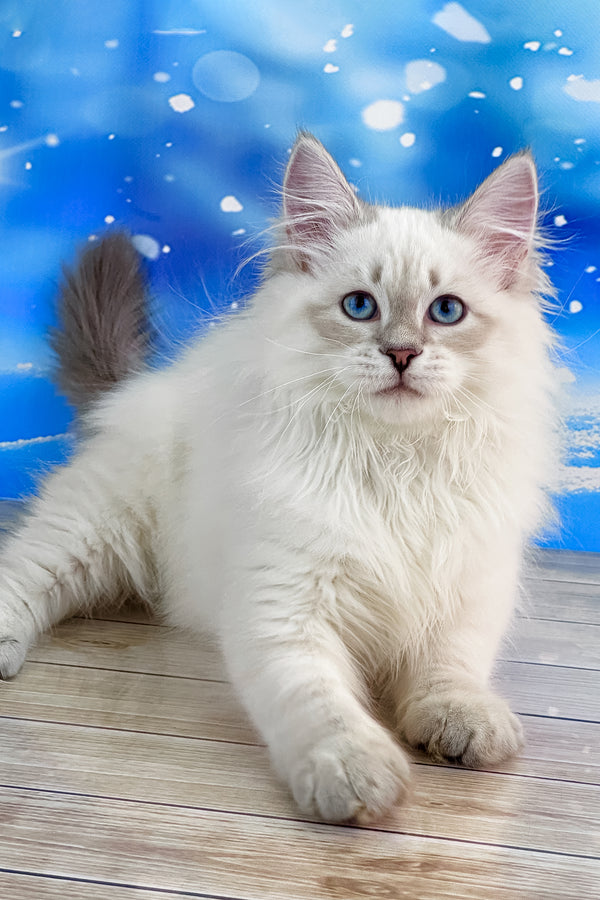 Tobias | Siberian Kitten