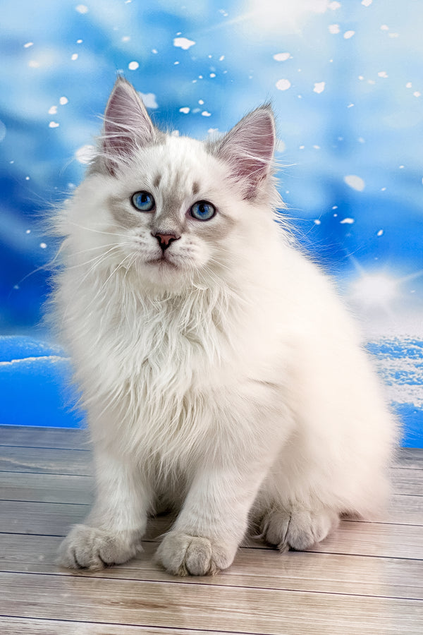 Tobias | Siberian Kitten