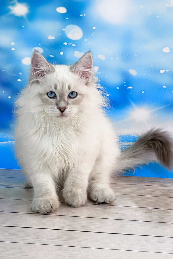 Tobias | Siberian Kitten