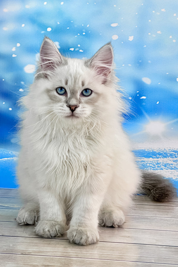 Tobias | Siberian Kitten