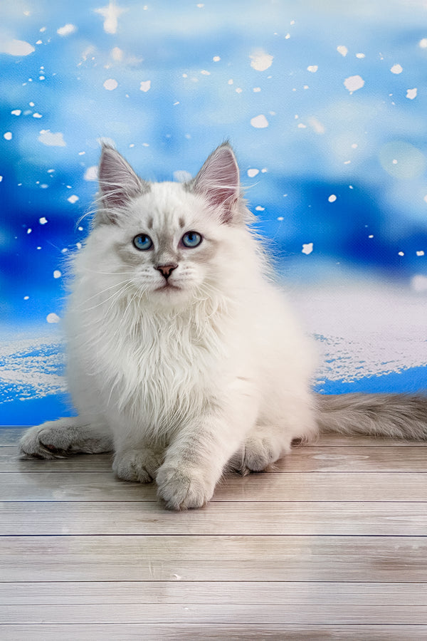 Tobias | Siberian Kitten