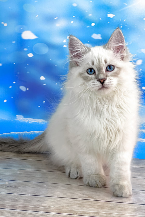 Tobias | Siberian Kitten