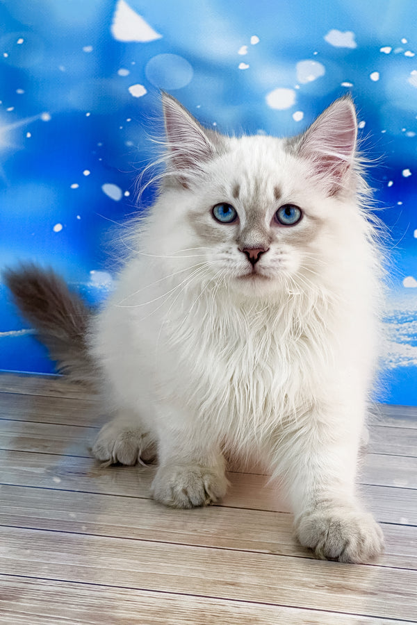 Tobias | Siberian Kitten