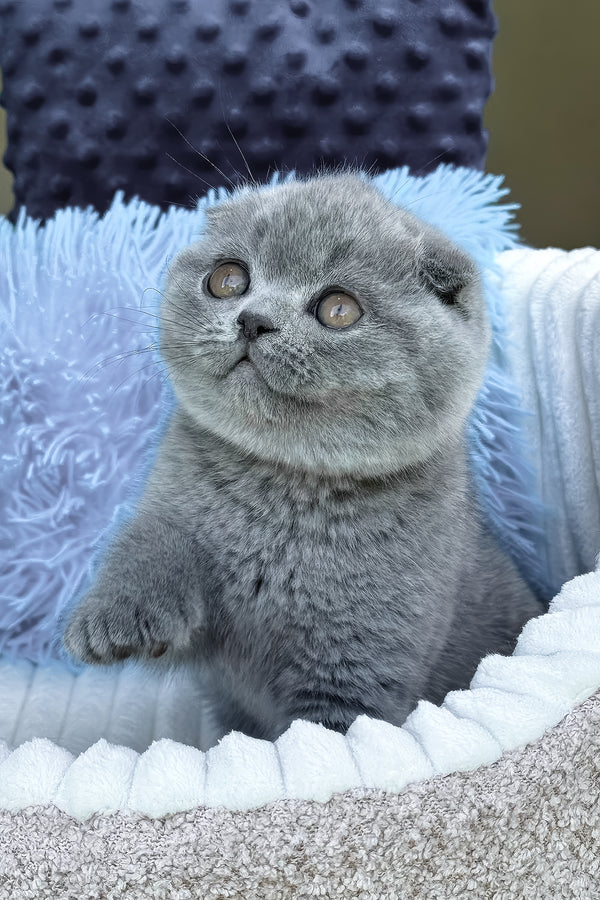 Toby | Scottish Fold Kitten
