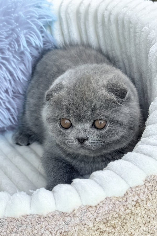 Toby | Scottish Fold Kitten
