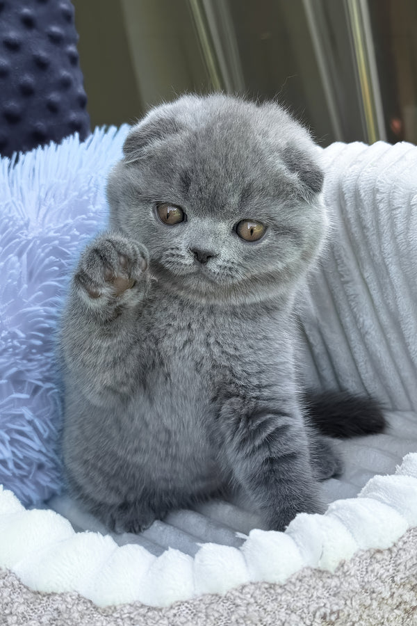 Toby | Scottish Fold Kitten