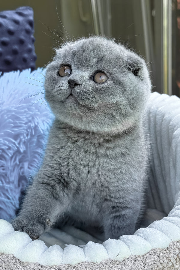 Toby | Scottish Fold Kitten