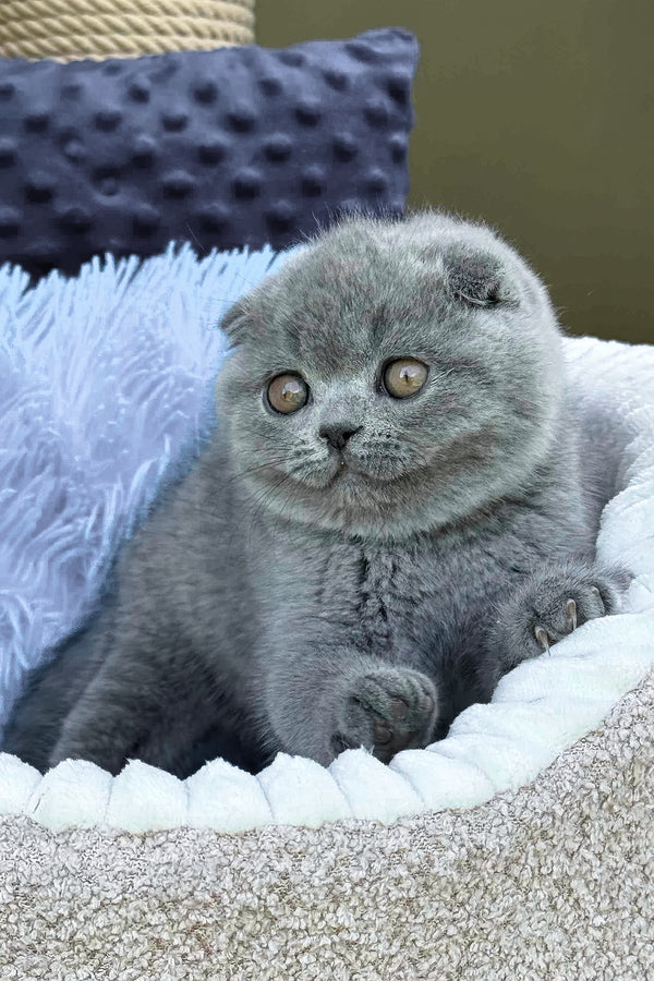 Toby | Scottish Fold Kitten