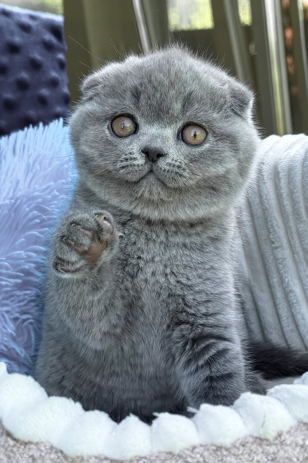 Toby | Scottish Fold Kitten