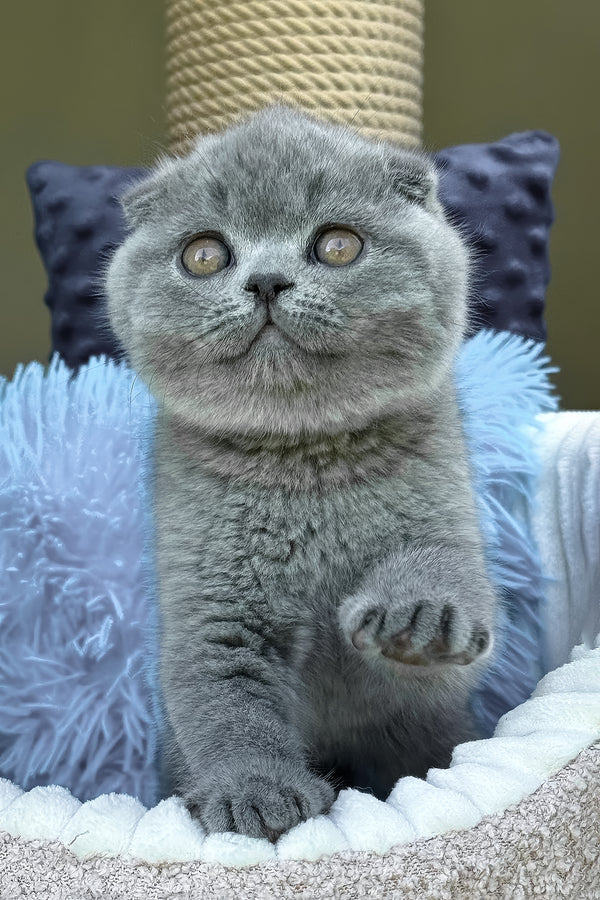 Toby | Scottish Fold Kitten