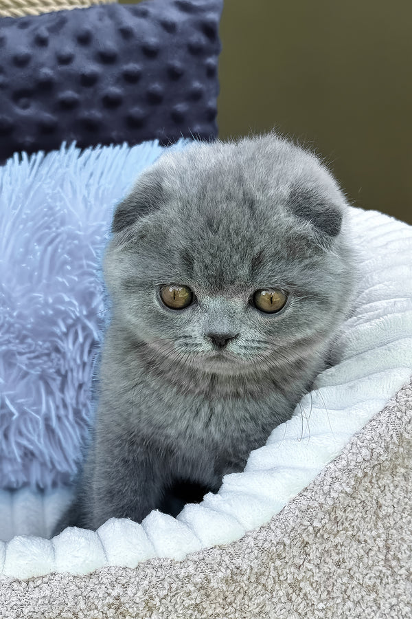Toby | Scottish Fold Kitten