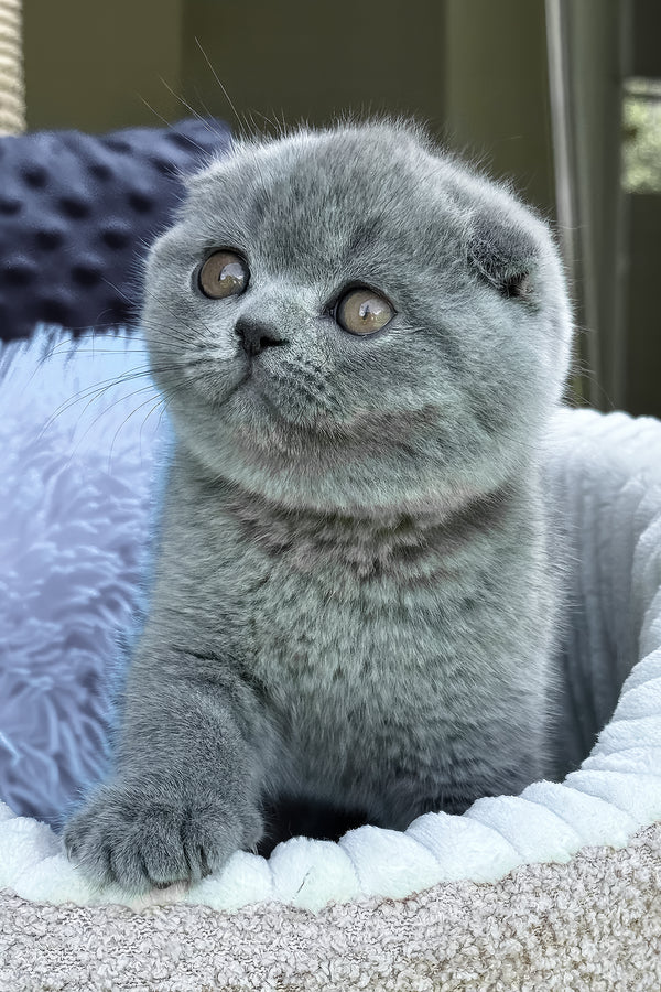Toby | Scottish Fold Kitten