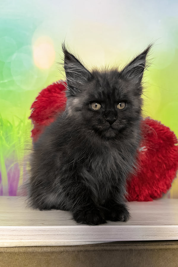 Tofu | Maine Coon Kitten