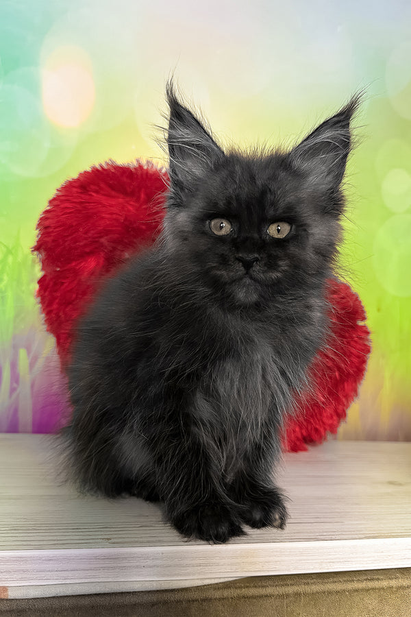 Tofu | Maine Coon Kitten