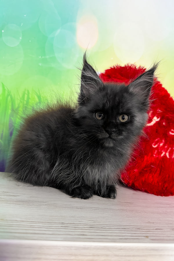 Tofu | Maine Coon Kitten
