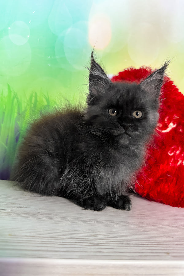 Tofu | Maine Coon Kitten