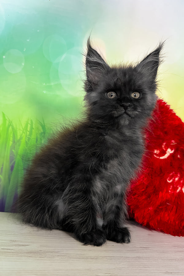 Tofu | Maine Coon Kitten