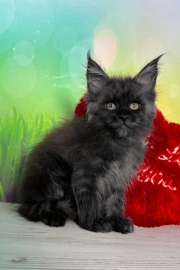 Tofu | Maine Coon Kitten