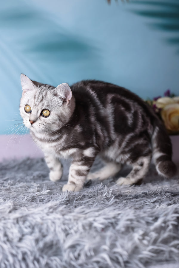 Tom | Scottish Straight Kitten