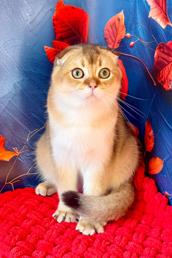 Tomas | Scottish Fold Kitten