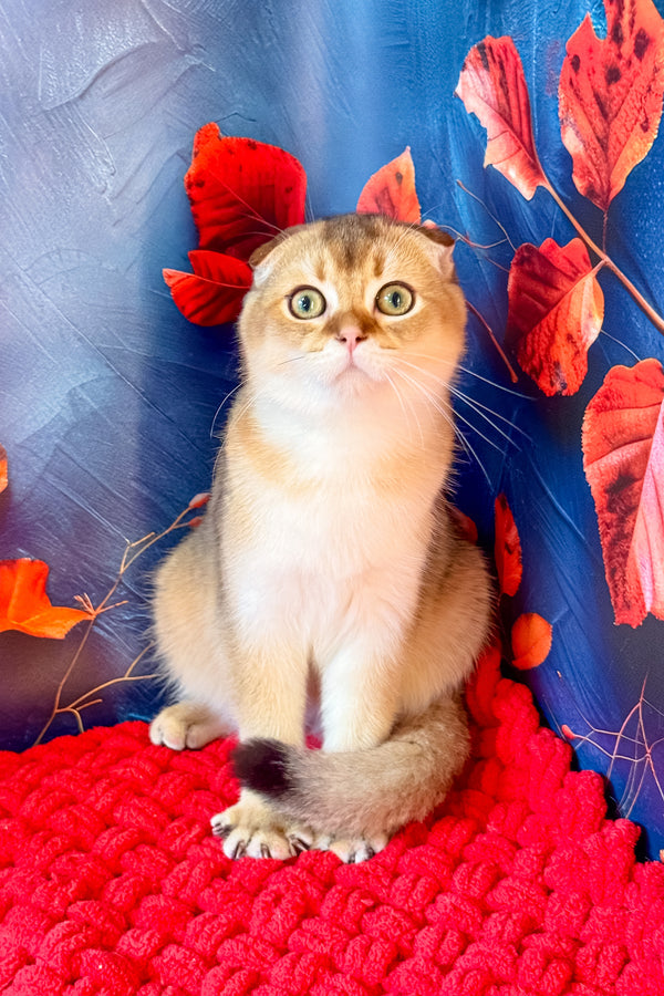 Tomas | Scottish Fold Kitten