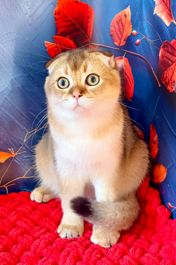Tomas | Scottish Fold Kitten