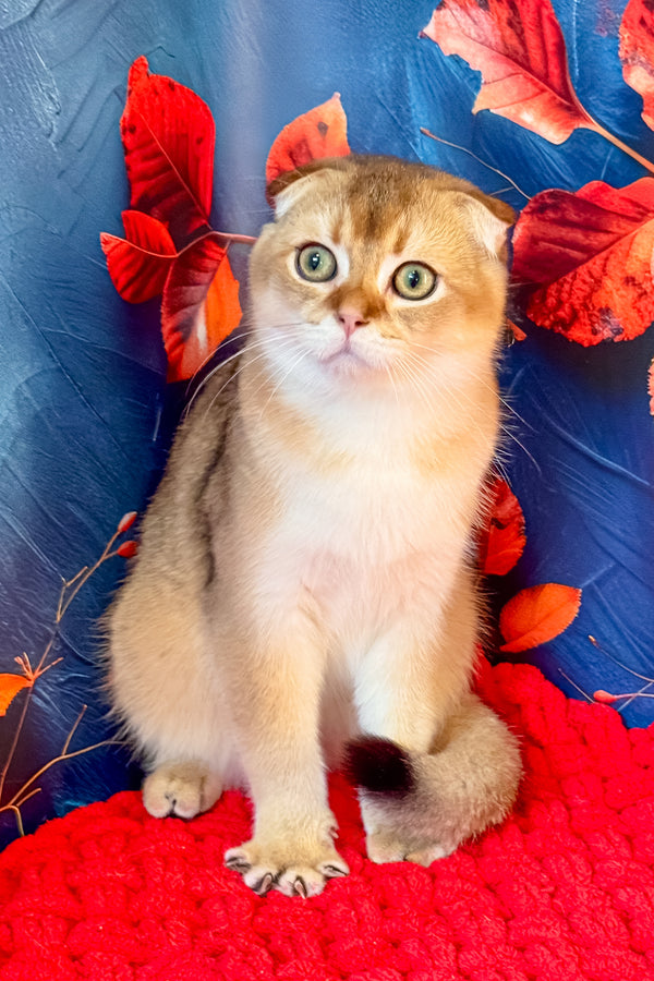 Tomas | Scottish Fold Kitten