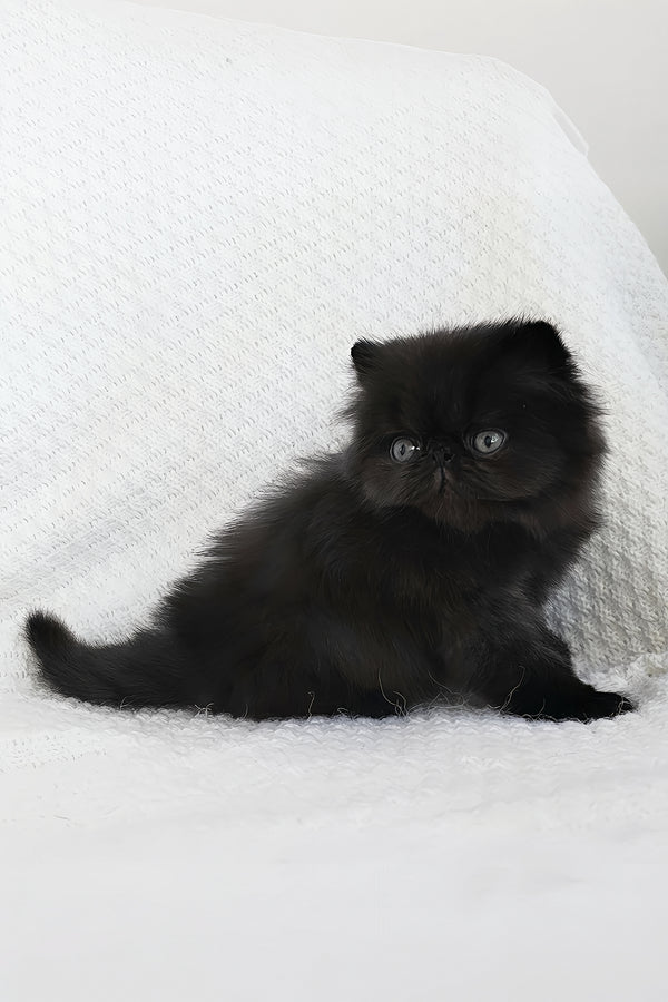 Tomas | Persian Kitten