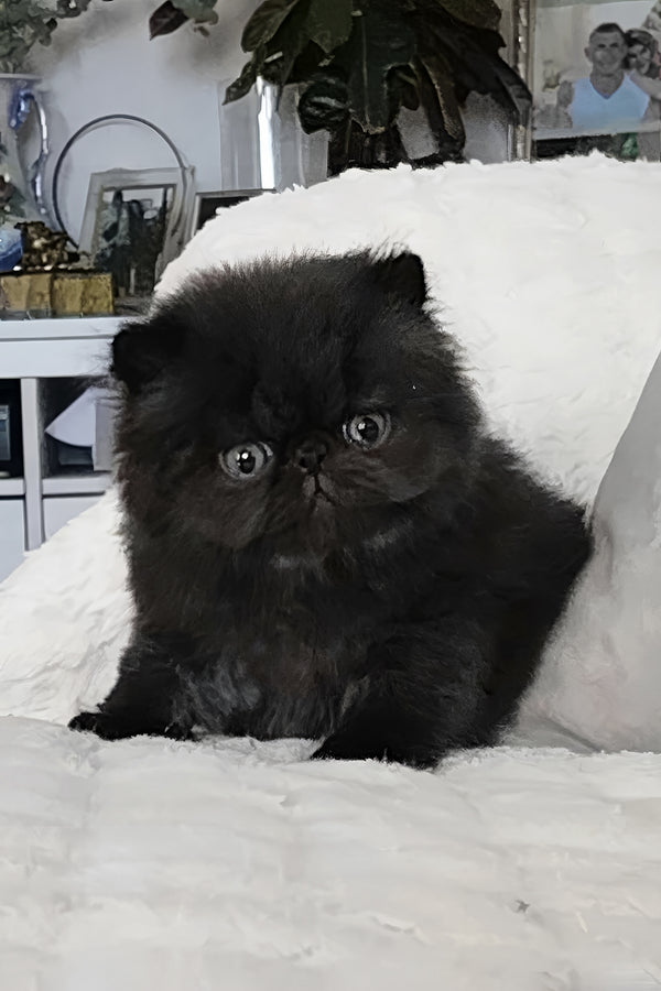 Tomas | Persian Kitten