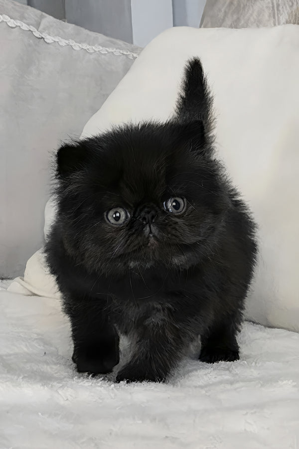 Tomas | Persian Kitten