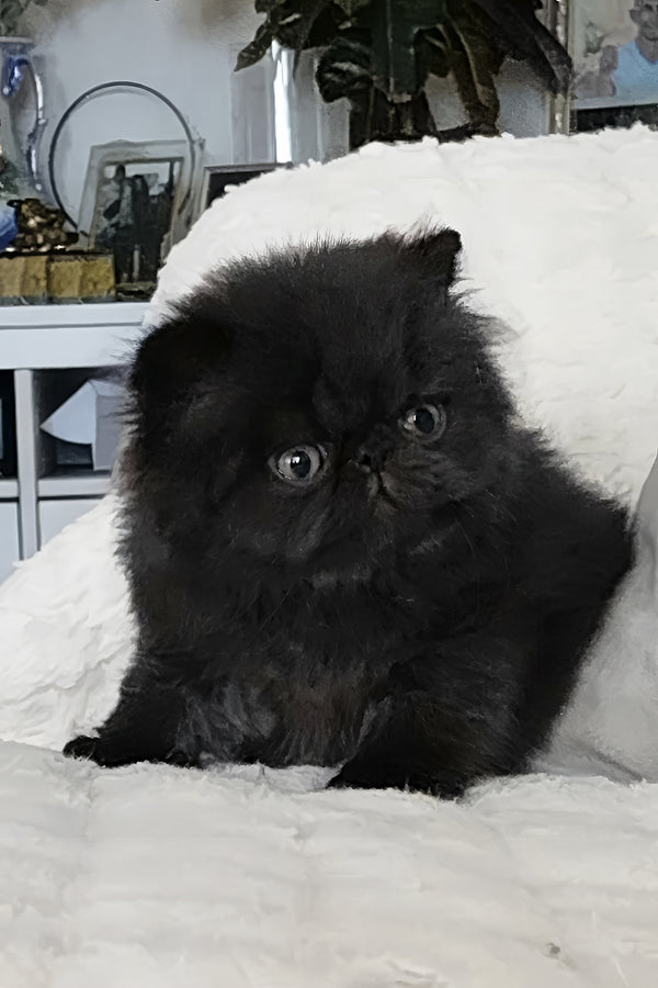 Tomas | Persian Kitten