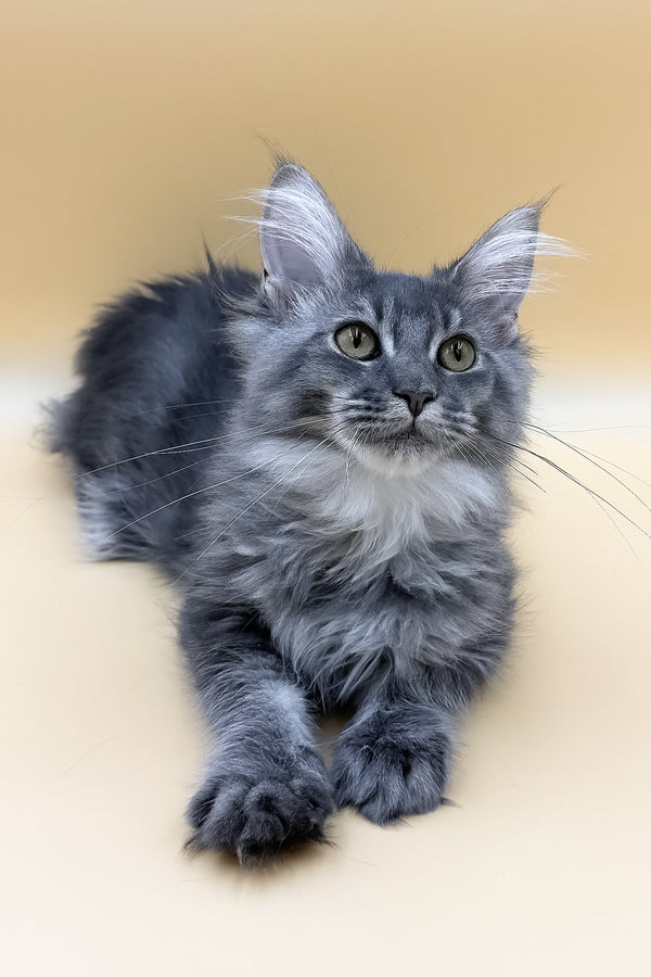 Tommy | Maine Coon Kitten
