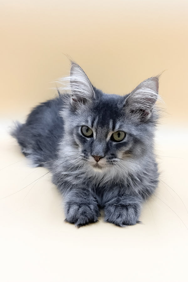 Tommy | Maine Coon Kitten