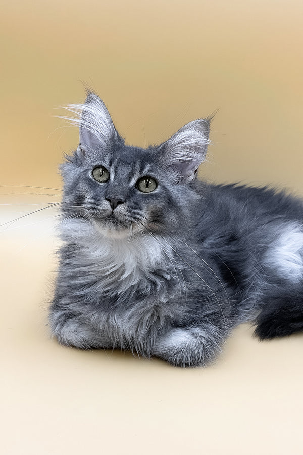 Tommy | Maine Coon Kitten
