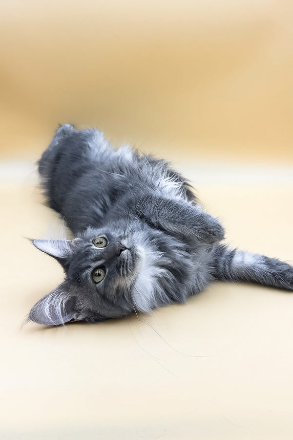 Tommy | Maine Coon Kitten