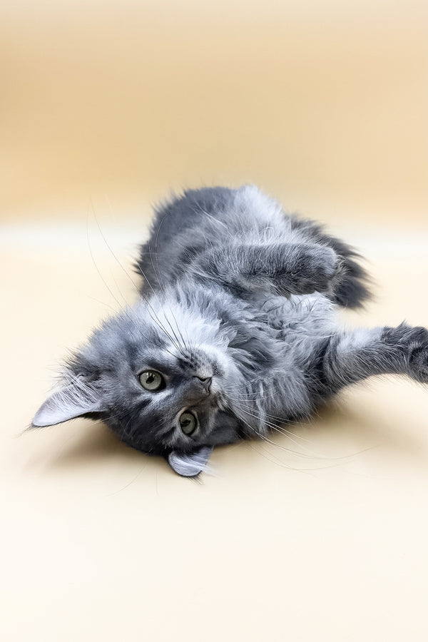 Tommy | Maine Coon Kitten