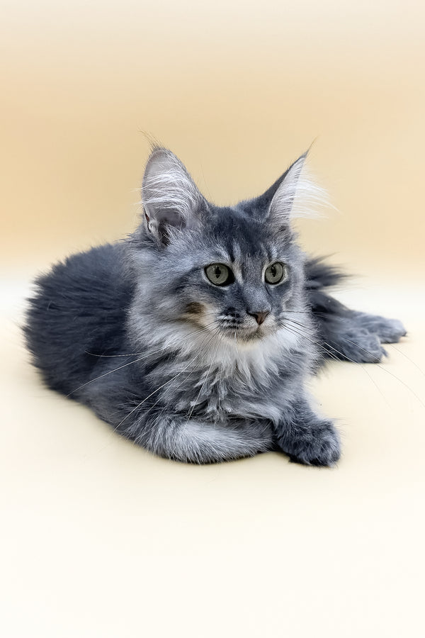 Tommy | Maine Coon Kitten