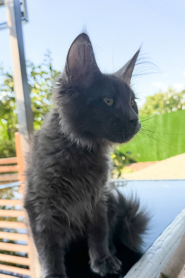 Topaz | Maine Coon Kitten