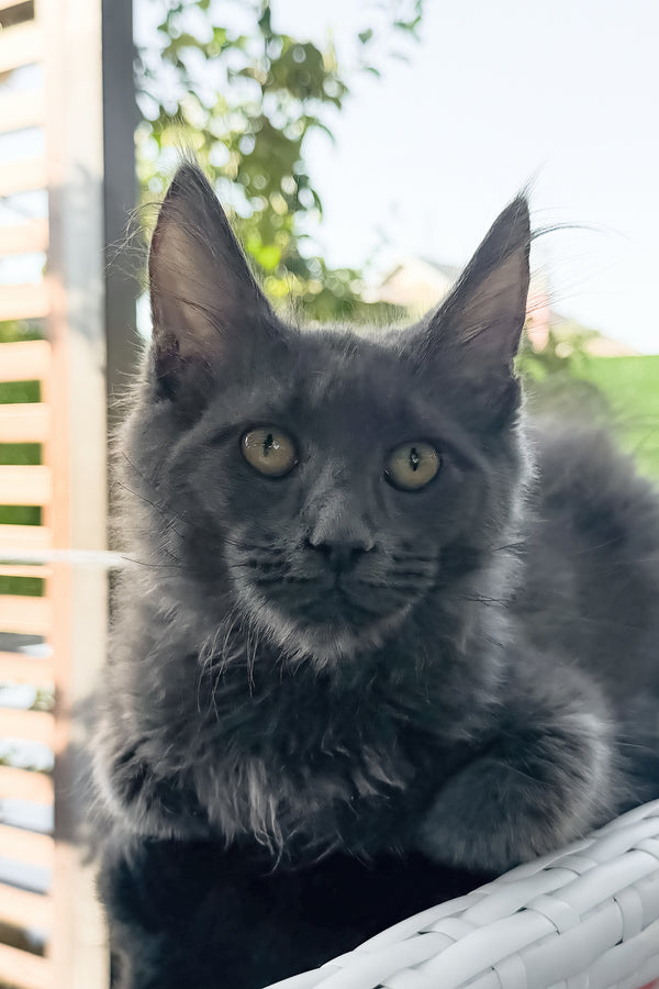 Topaz | Maine Coon Kitten