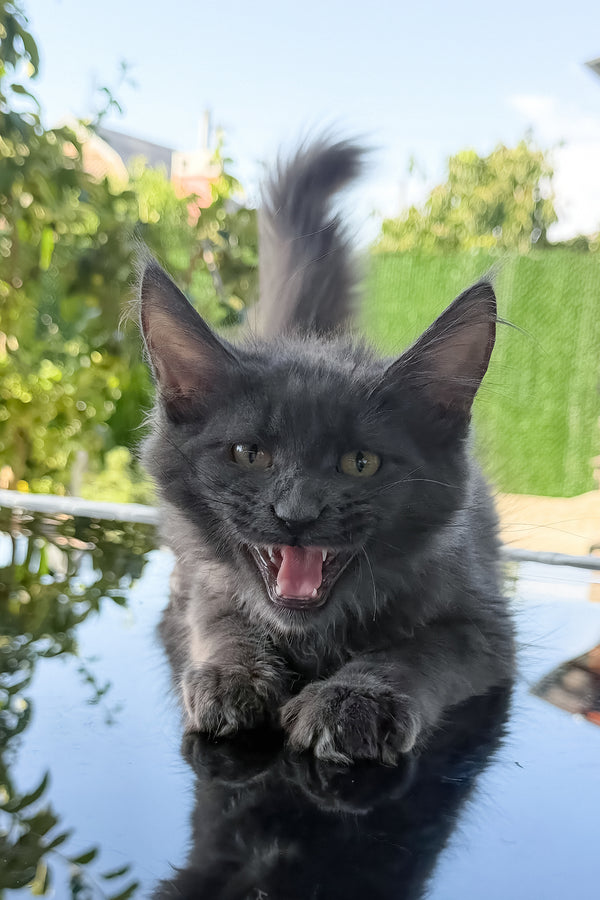 Topaz | Maine Coon Kitten