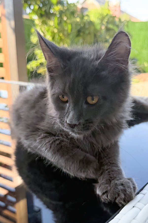 Topaz | Maine Coon Kitten