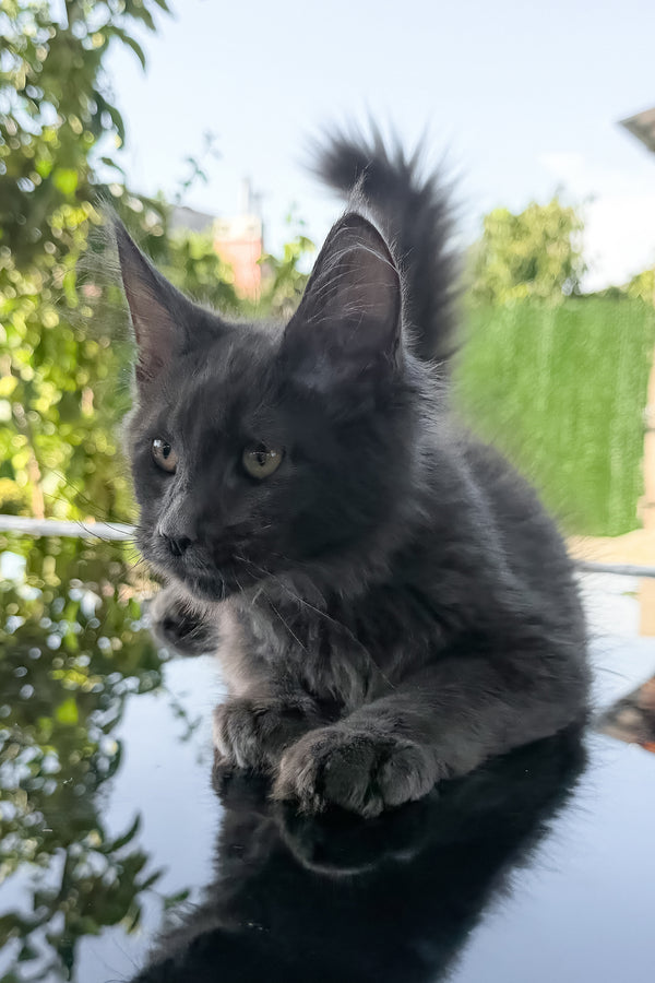 Topaz | Maine Coon Kitten