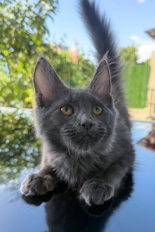 Topaz | Maine Coon Kitten