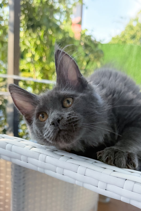 Topaz | Maine Coon Kitten